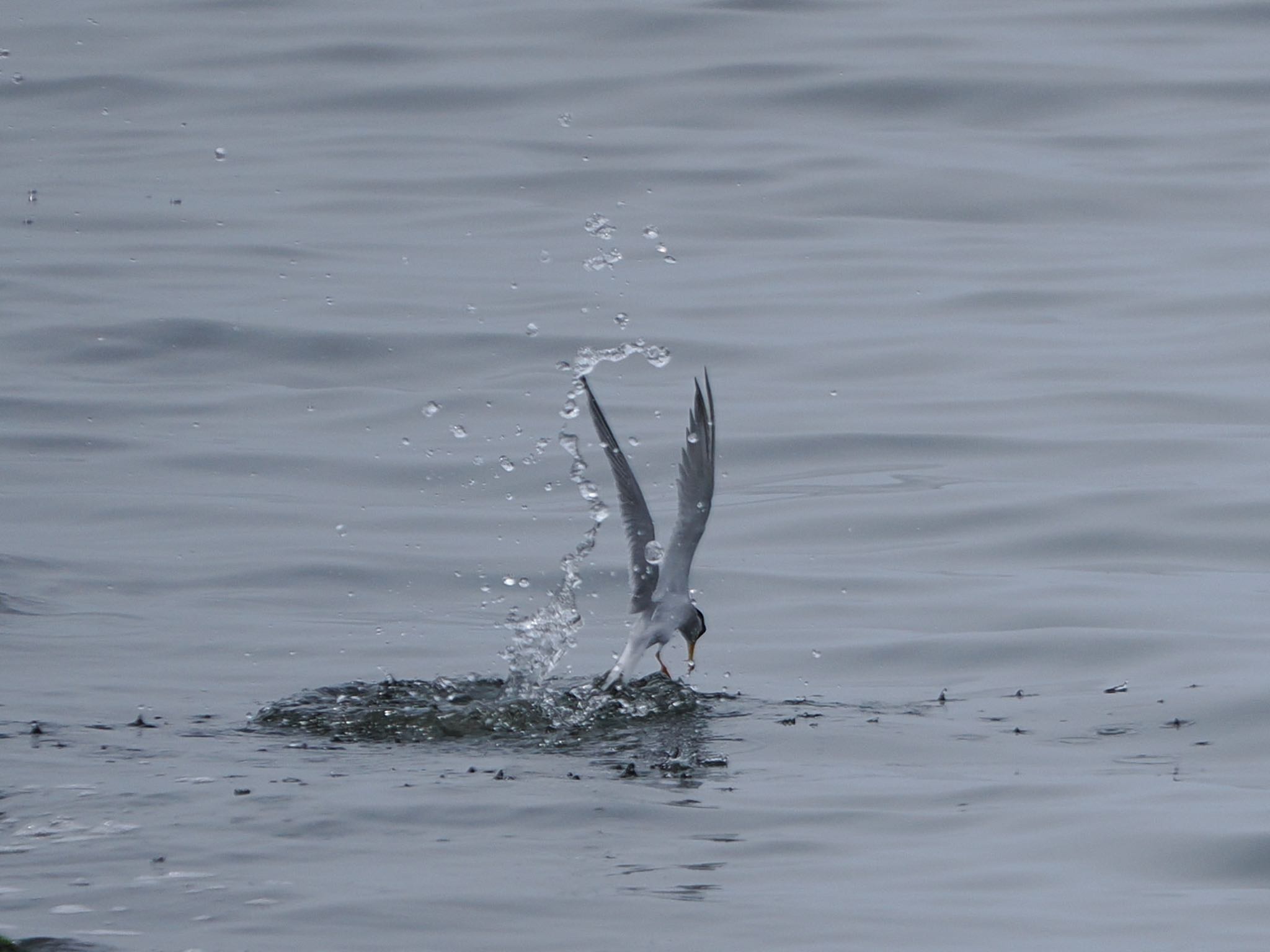 Little Tern