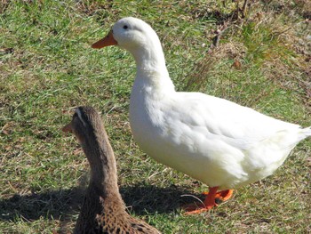 アヒル 矢ヶ崎公園(軽井沢町) 2007年11月25日(日)