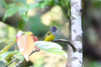 ハイガシラヒタキ ケーン・クラチャン国立公園 2017年11月25日(土)