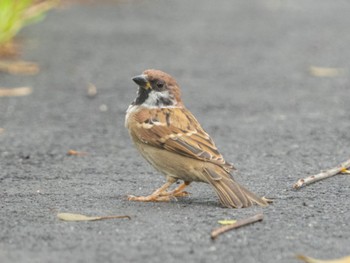 Eurasian Tree Sparrow Pasir Ris Park (Singapore) Mon, 5/16/2022