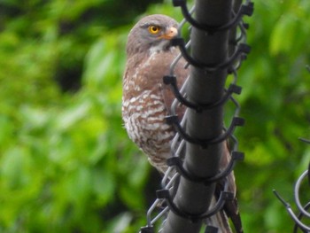 2022年5月15日(日) 四万川の野鳥観察記録