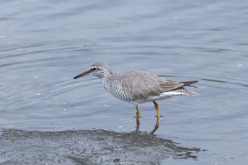 キアシシギ 東京港野鳥公園 2022年5月8日(日)