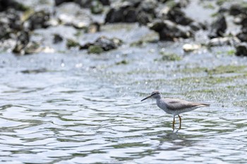 キアシシギ 東京港野鳥公園 2022年5月8日(日)