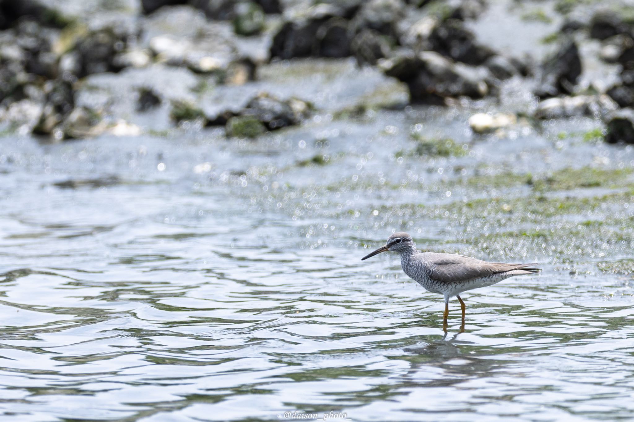 東京港野鳥公園 キアシシギの写真 by Daison