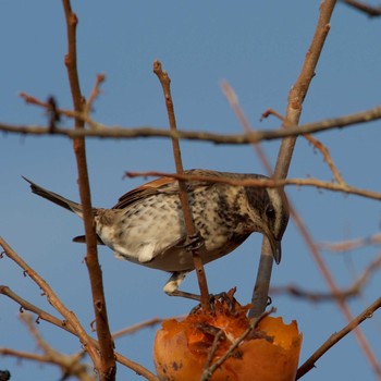 Dusky Thrush 奈良市水上池 Sat, 12/16/2017