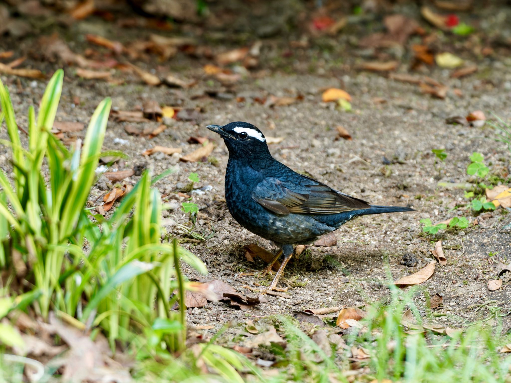 大阪城公園 マミジロの写真 by speedgame