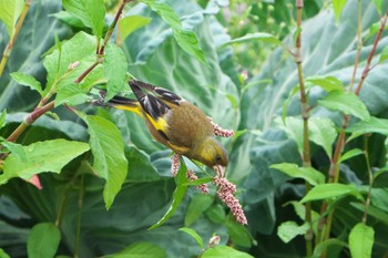 Sun, 5/15/2022 Birding report at 神戸市西区