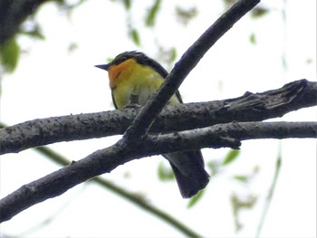 2022年5月16日(月) 舞岡公園の野鳥観察記録