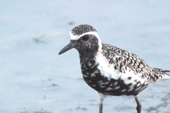 Mon, 5/16/2022 Birding report at 愛知県知多市 34°59'33.2"N 136°53'11.8"E