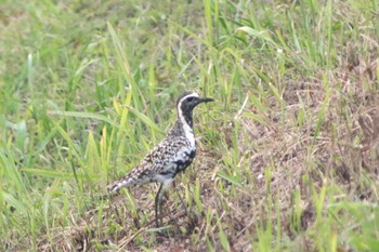 ムナグロ 愛知県知多市 34°59'33.2"N 136°53'11.8"E 2022年5月16日(月)