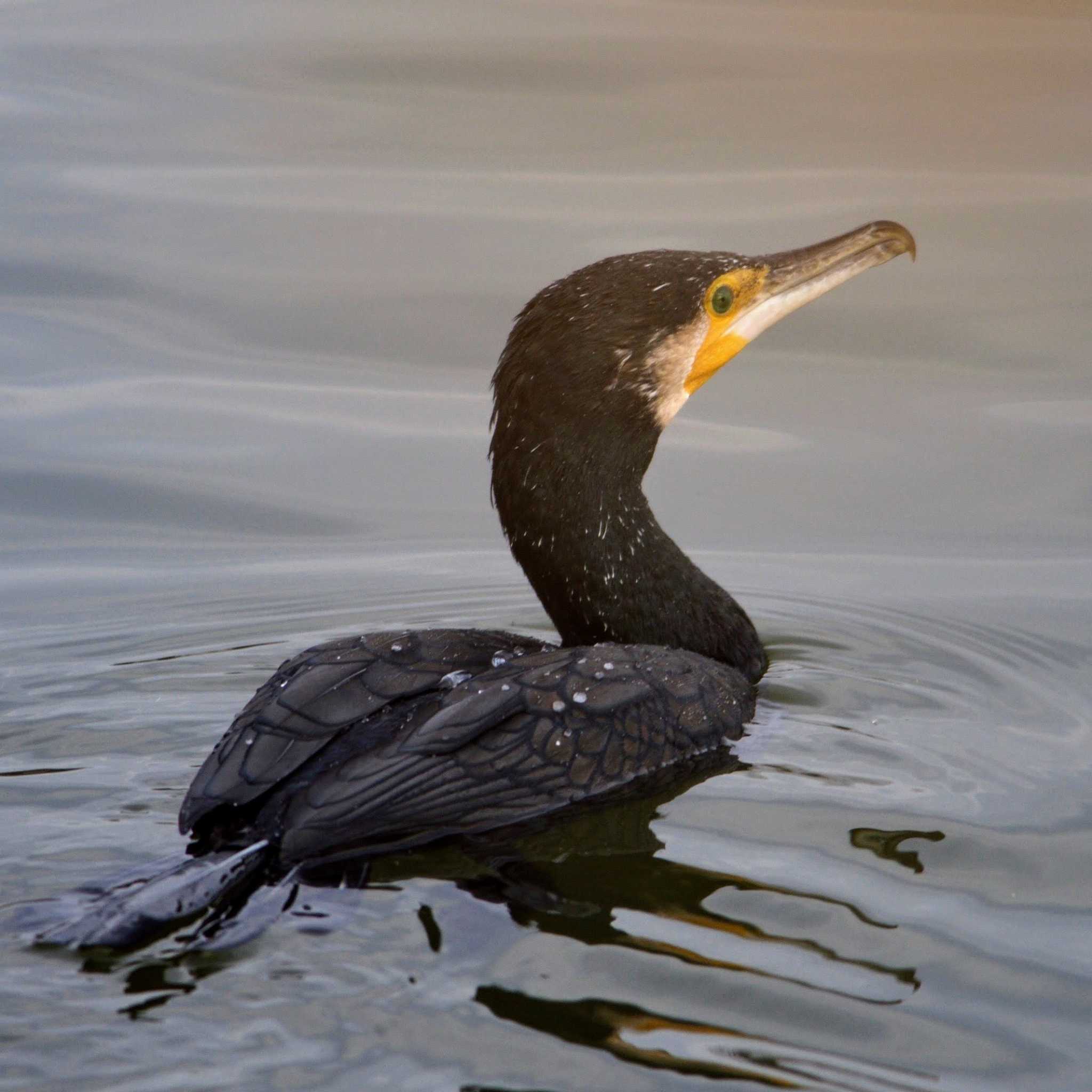 Photo of Great Cormorant at 奈良市水上池 by veritas_vita