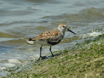 2022年5月4日(水) 甲子園浜(兵庫県西宮市)の野鳥観察記録