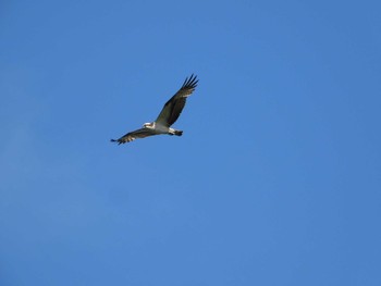 2022年5月5日(木) 新旭水鳥観察センターの野鳥観察記録