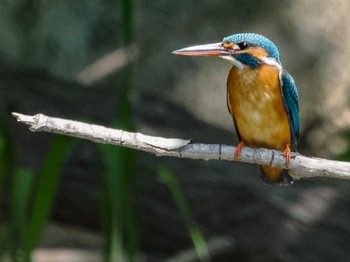 2022年5月16日(月) 福井緑地(札幌市西区)の野鳥観察記録