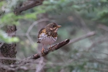 Japanese Thrush 富士山 Sat, 4/30/2022