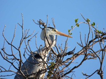 Grey Heron 篠路五ノ戸の森緑地 Mon, 5/16/2022