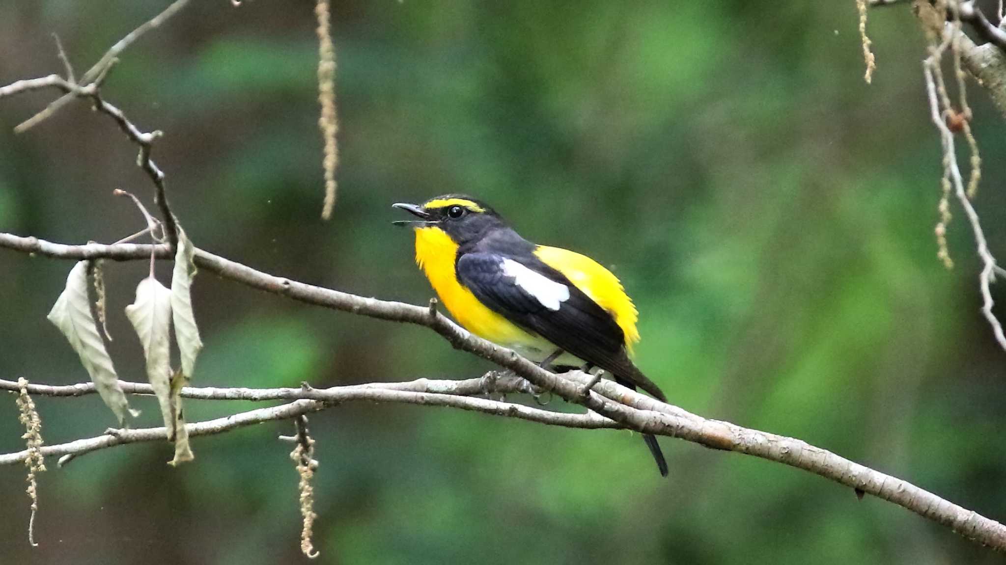 井頭公園 キビタキの写真 by k honma