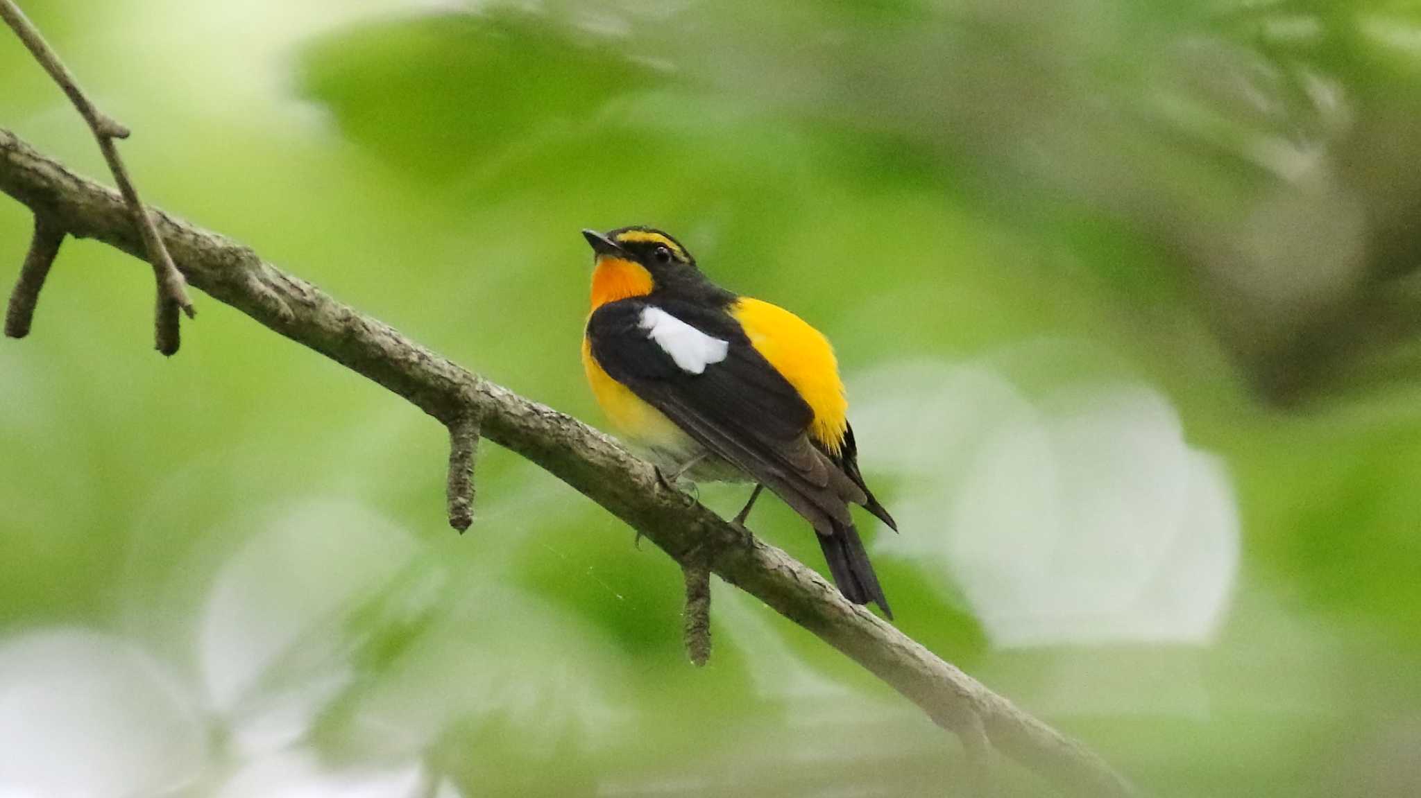 井頭公園 キビタキの写真 by k honma