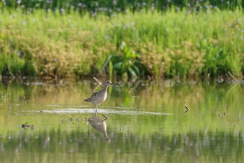 Little Curlew 愛知県 Sat, 4/23/2022