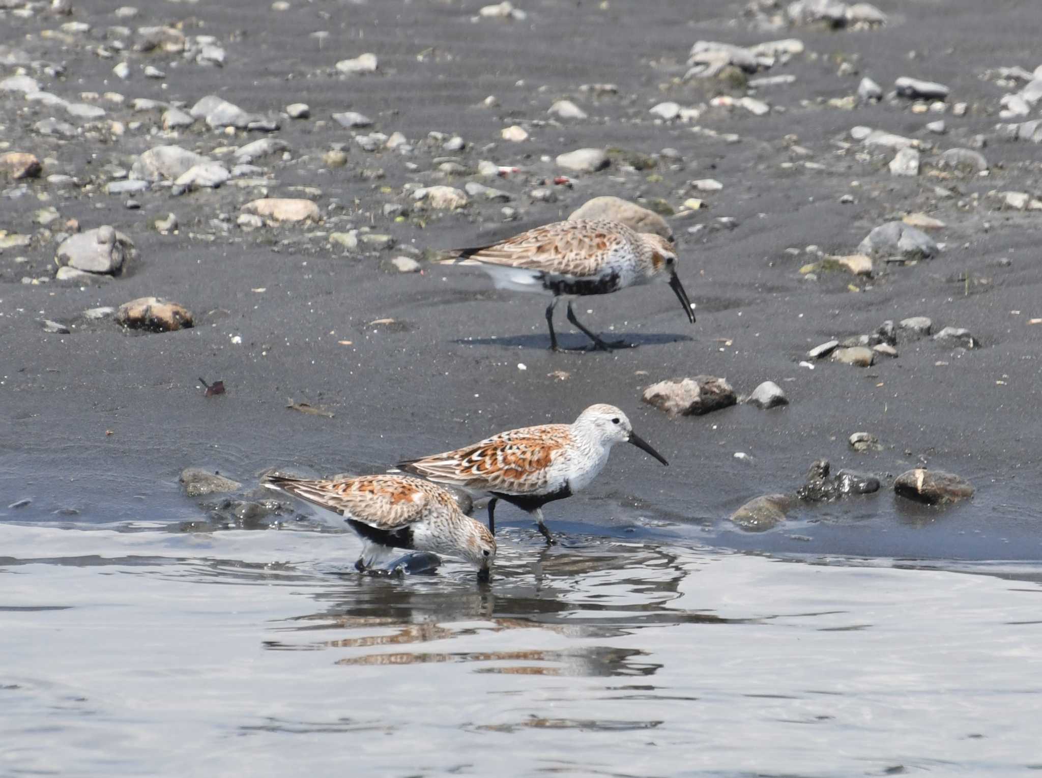 Dunlin