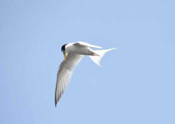 Little Tern 安倍川河口 Sun, 5/8/2022