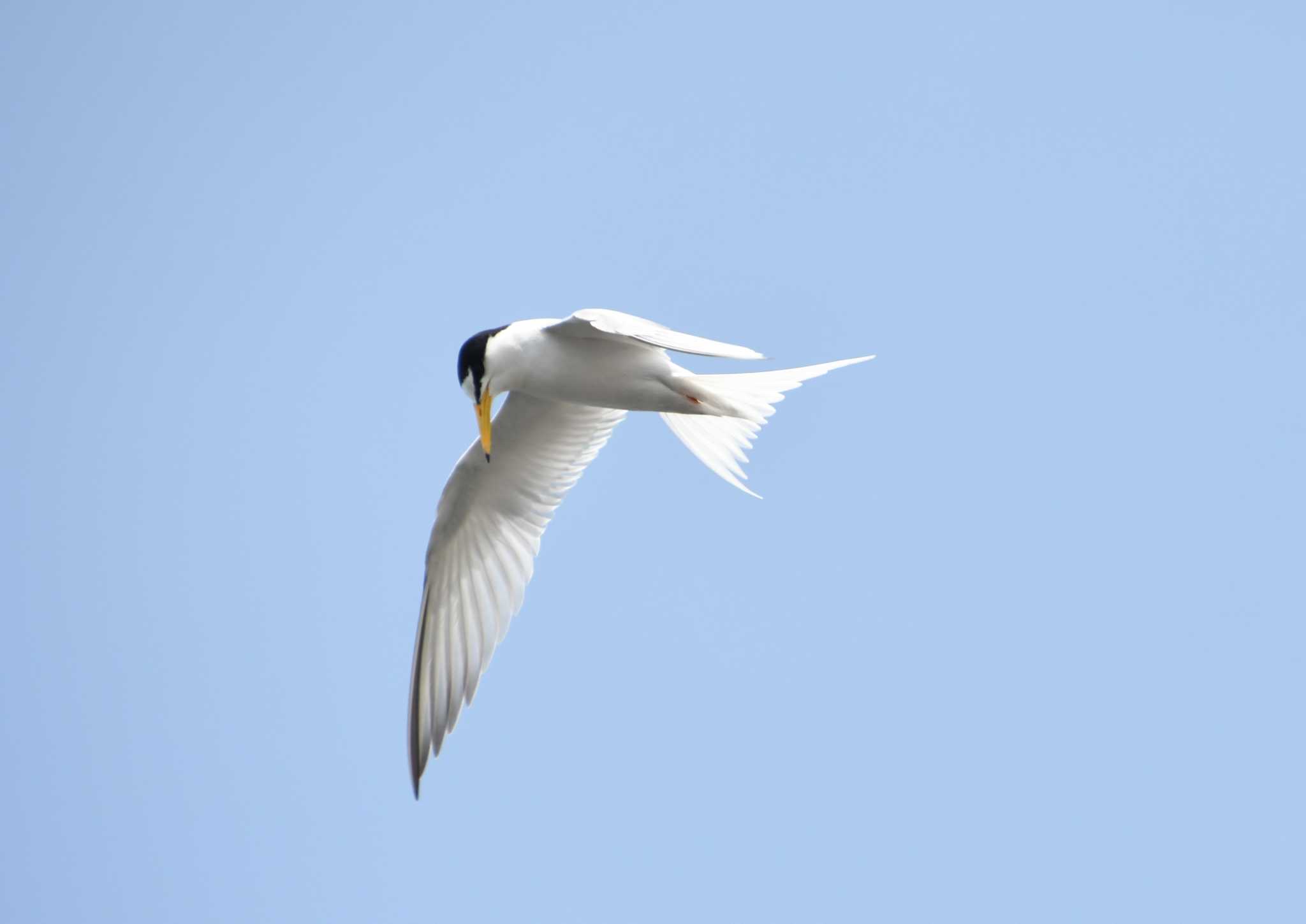 Little Tern