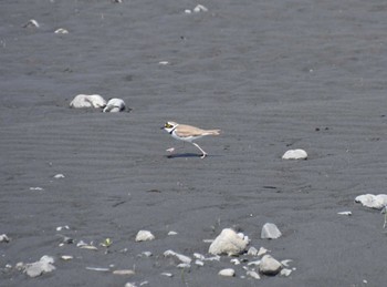 Little Ringed Plover 安倍川河口 Sun, 5/8/2022