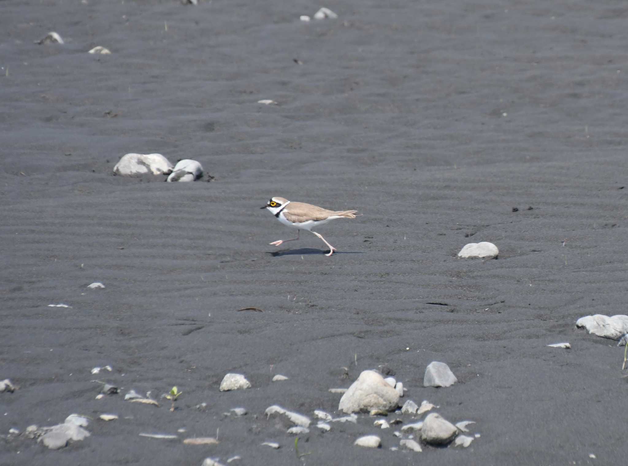 Little Ringed Plover