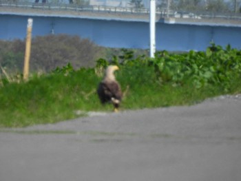 White-tailed Eagle 茨戸川緑地 Mon, 5/16/2022