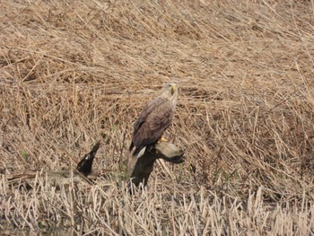 White-tailed Eagle 茨戸川緑地 Mon, 5/16/2022