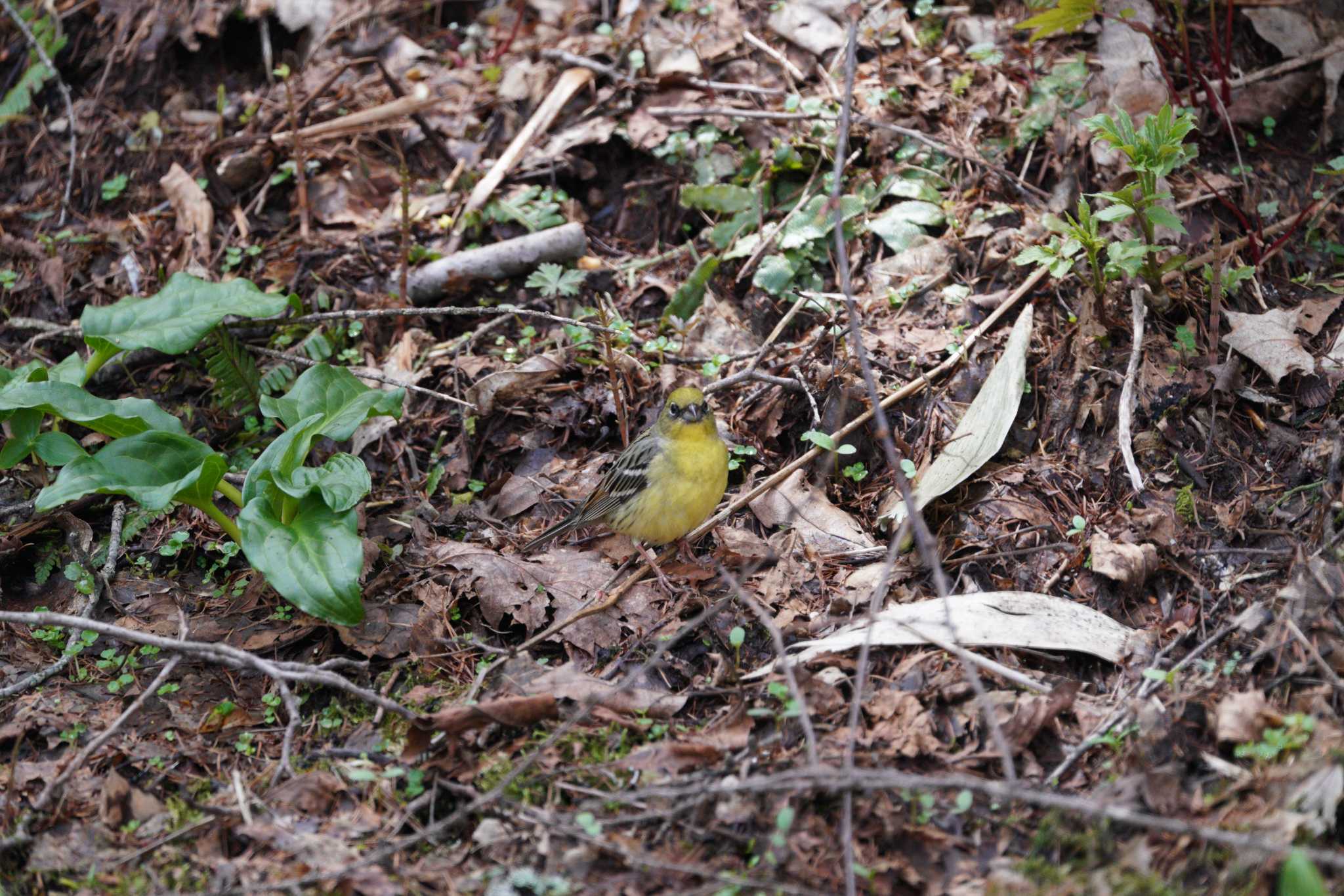 Photo of Yellow Bunting at Togakushi Forest Botanical Garden by 結城