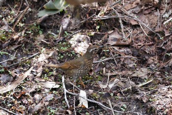 Siberian Thrush Togakushi Forest Botanical Garden Fri, 5/6/2022