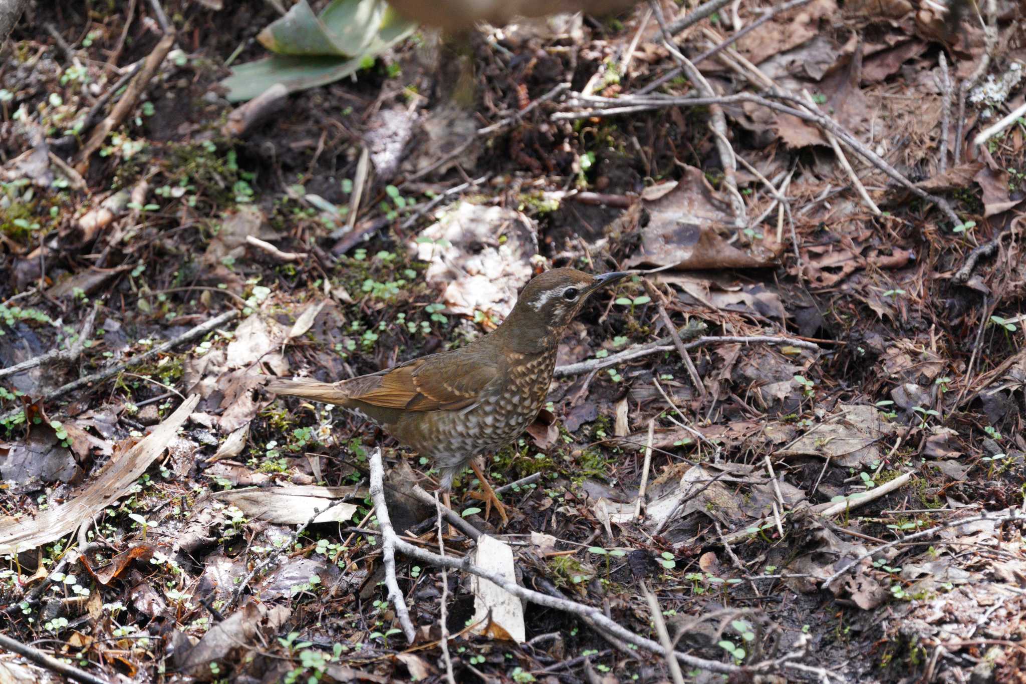 Photo of Siberian Thrush at Togakushi Forest Botanical Garden by 結城