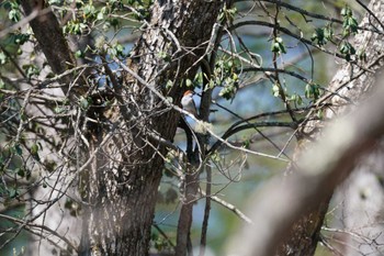 2022年5月7日(土) 戸隠森林植物園(戸隠森林公園)の野鳥観察記録