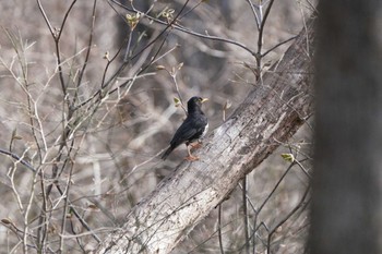 Japanese Thrush Togakushi Forest Botanical Garden Fri, 5/6/2022