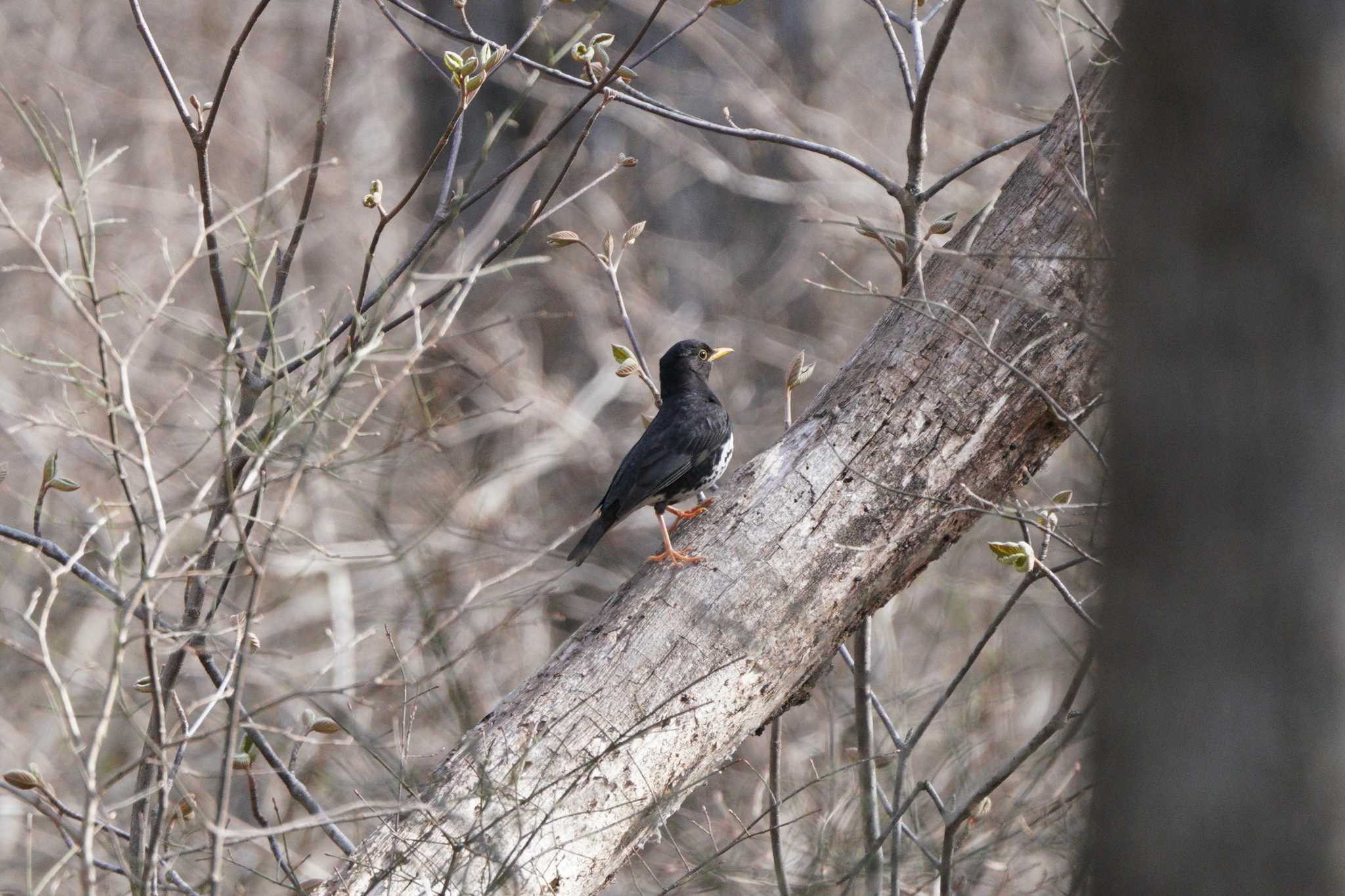 Photo of Japanese Thrush at Togakushi Forest Botanical Garden by 結城