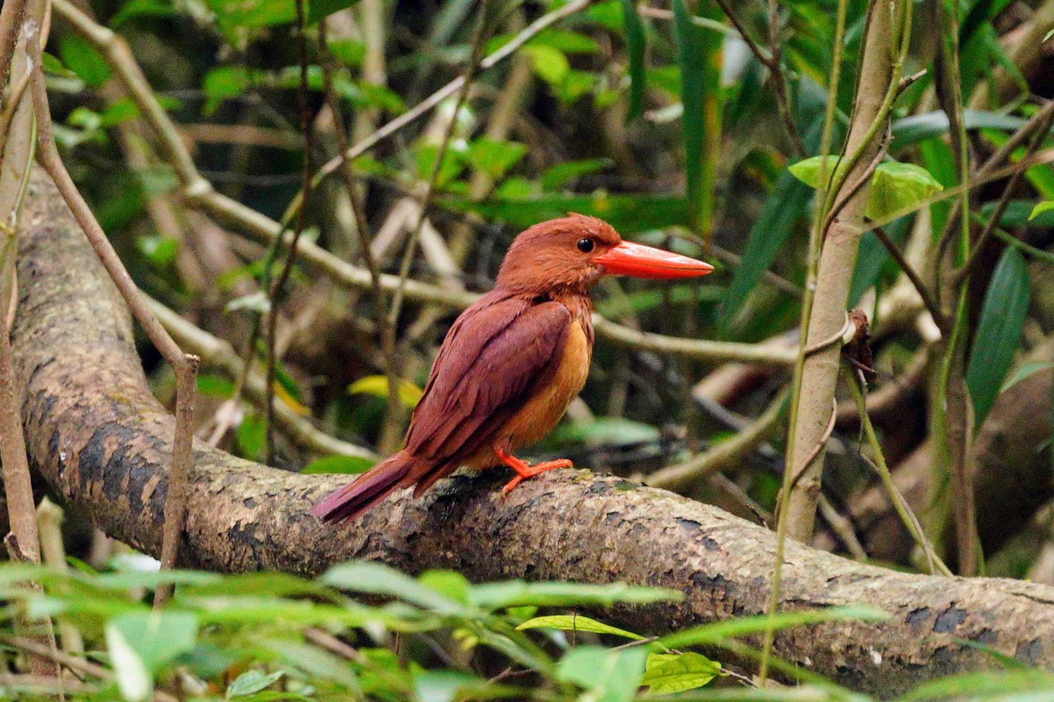 Photo of Ruddy Kingfisher(bangsi) at 大野山林 by 結城