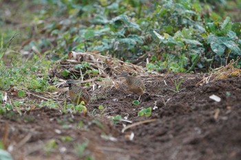 Barred Buttonquail Miyako Island Fri, 4/15/2022