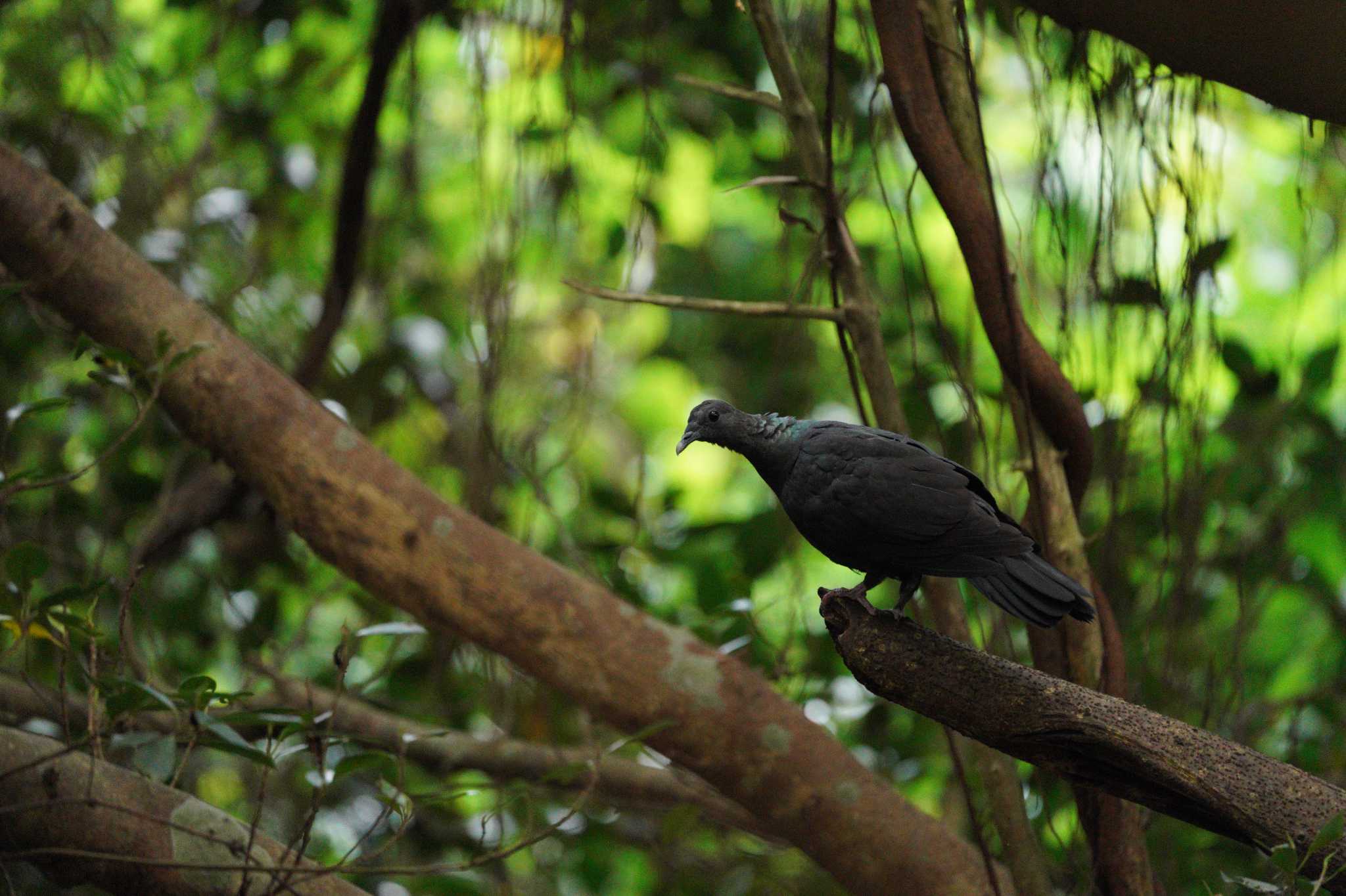 Photo of Black Wood Pigeon at 大野山林 by 結城