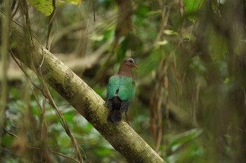 Common Emerald Dove Miyako Island Fri, 4/15/2022