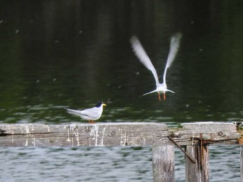 2022年5月13日(金) 奈良市水上池の野鳥観察記録