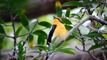 2022年5月15日(日) 奈良公園の野鳥観察記録