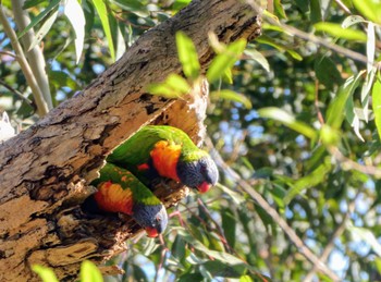 ゴシキセイガイインコ Blackman Park, Lane Cove West, NSW, Australia 2021年9月15日(水)