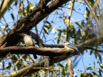 Sacred Kingfisher Lane Cove National Park, NSW, Australia Fri, 9/10/2021