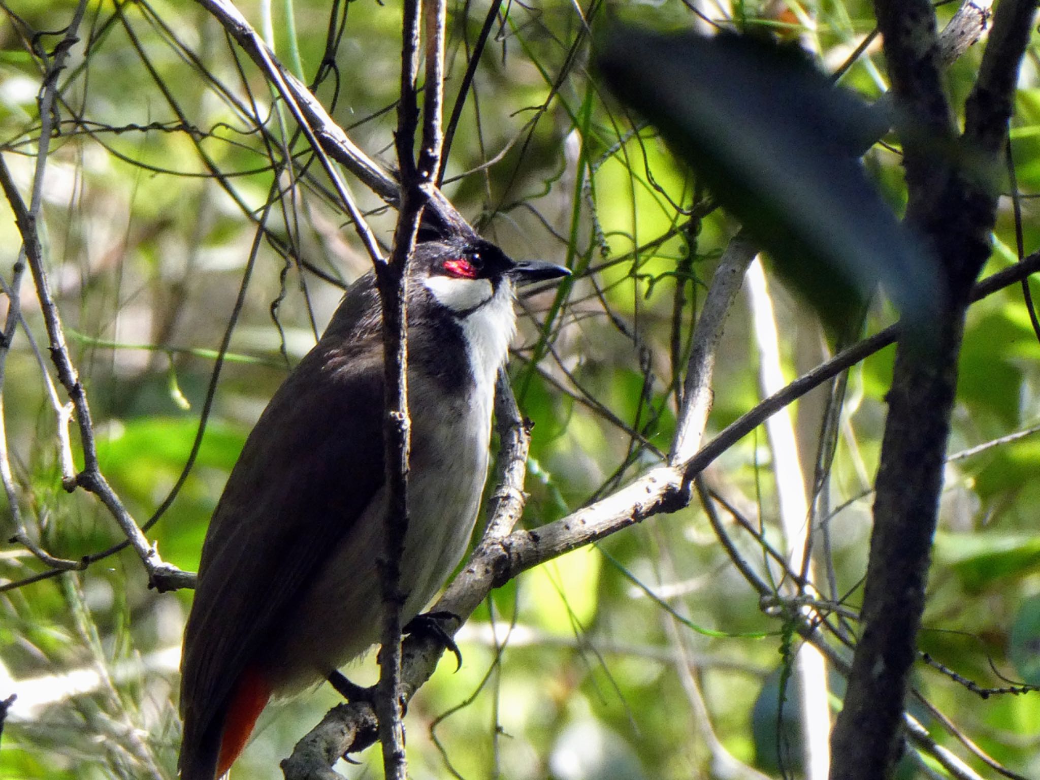 Photo of Red-whiskered Bulbul at Flat Rock Gully, Northbridge, NSW, Australia by Maki