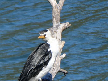 Little Pied Cormorant Davison Park, Forestville, NSW, Auatralia Sun, 9/12/2021