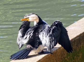 シロハラコビトウ Lane cove Weir, Lane Cove National Park, Nsw, Australia 2021年8月31日(火)