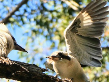 Laughing Kookaburra Lane Cove National Park, NSW, Australia Tue, 8/31/2021