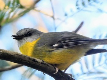 ヒガシキバラヒタキ Lane Cove National Park, NSW, Australia 2021年8月31日(火)