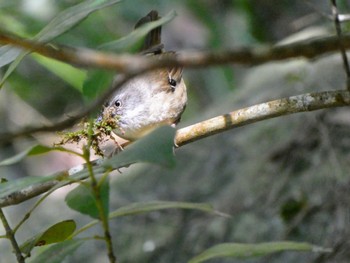 マミジロヤブムシクイ Lane Cove National Park, NSW, Australia 2021年8月31日(火)